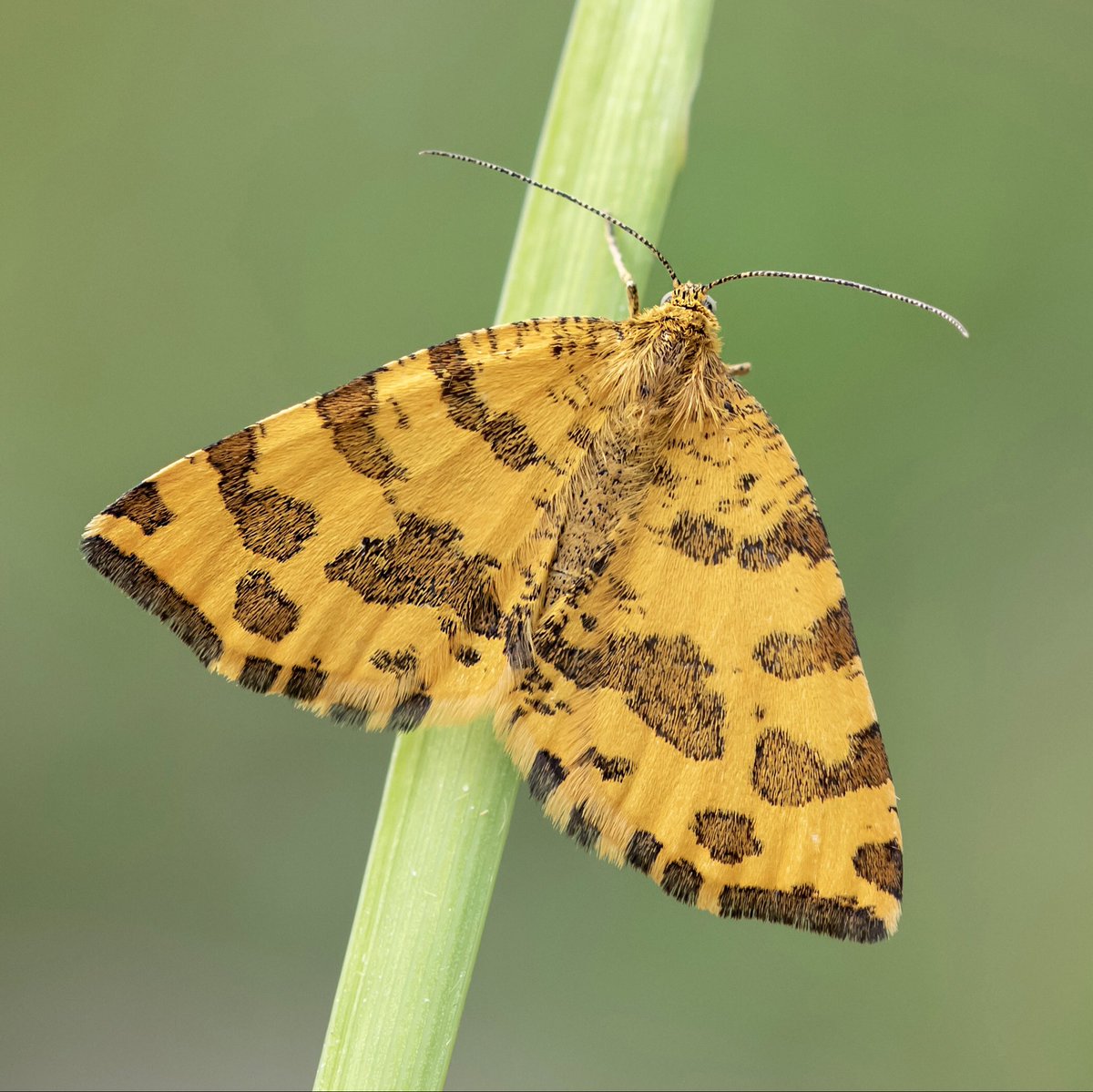 Last call for #MothNight 2022 records - please submit all UK moth sightings for 19-21 May 2022 at mothnight.info today (Sunday 4 Dec). (📷Speckled Yellow by P.Clement)