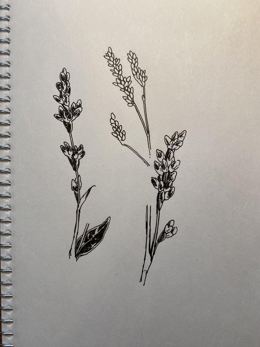 タデ科の花を描きたくて練習。なんかこんな感じ…で描いた真ん中と、あー、こんな風についてるんですね…を確認しながら描いた左右。これは大きめに描いた方が良い気がしますね🤔