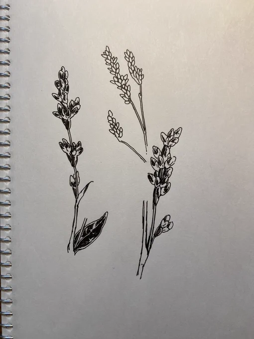 タデ科の花を描きたくて練習。なんかこんな感じ…で描いた真ん中と、あー、こんな風についてるんですね…を確認しながら描いた左右。これは大きめに描いた方が良い気がしますね🤔 