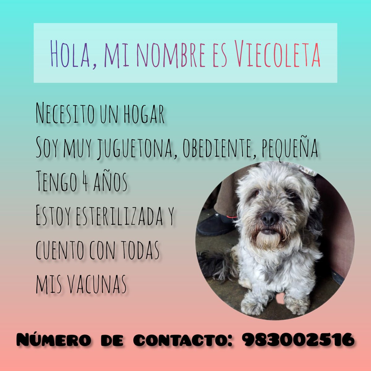 JuankaMatienzo's tweet photo. Dos hermosos perritos necesitan hogar urgente antes que los manden a dormir!!

#perrito #perritos #dog #doglover #adopcion #adopción #adoptanocompres #adoptanocompres❤️ #SOS #perritonecesitahogar #limaperu #limaperú #difunde #difundir https://t.co/t0BpM7F4s7