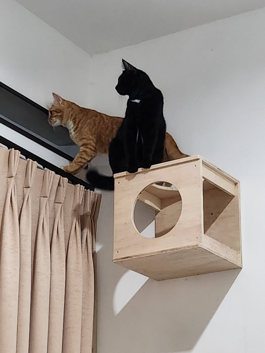 Mili,Bas,Picco,Oyen tweet media