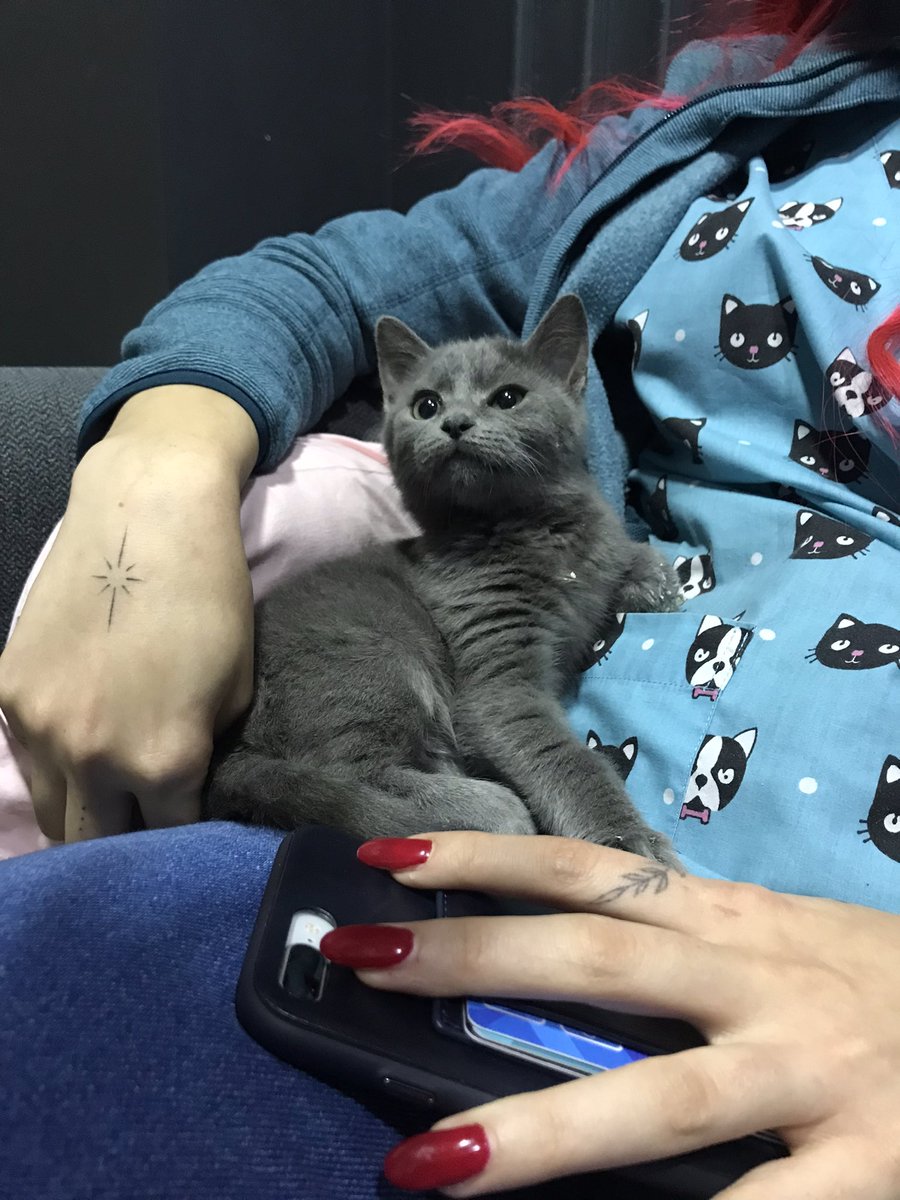 goddogii's tweet photo. BU GÜZEL 2 AYLIK PATİSİ UF OLMUŞ BEBE YUVA ARIYOMUŞ YOK MU YUVA😭😭🥹🥹🥹 https://t.co/MP5J2cKopl