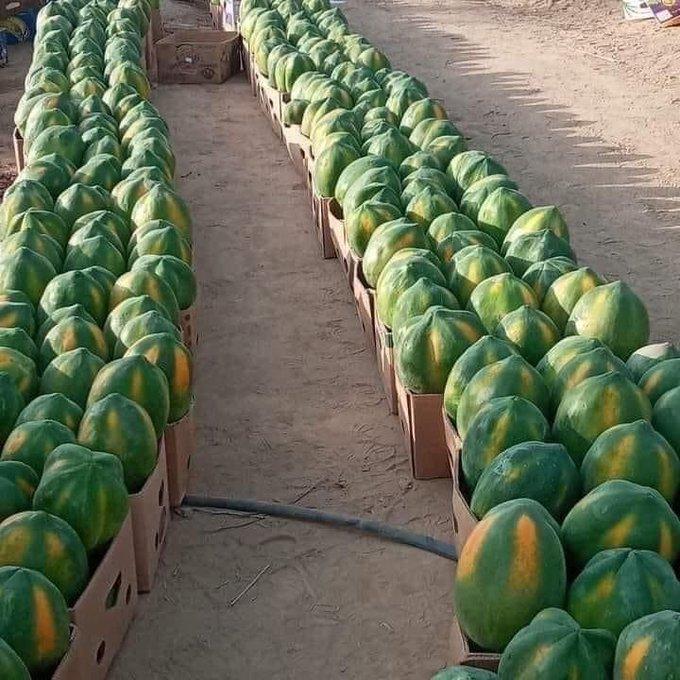 EmmyGisa3's tweet photo. What's your favorite fruit between these two?👇(A or B) Then what you prefer to invest in?

A.                      Or                  B https://t.co/Adh73P8Mkj
