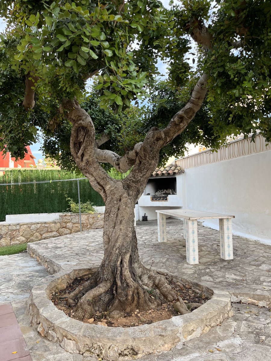 momof2andahalf's tweet photo. #EachDayATree
#PleaseHelpFaraz
#PleaseHelpSandra
und so vielen mehr! https://t.co/LfMGC7oc8r