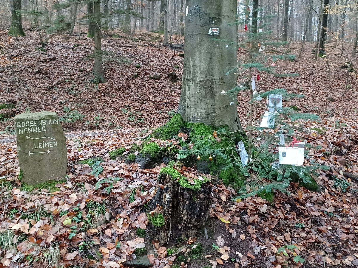 Gestern oberhalb von Heidelberg im Wald ...