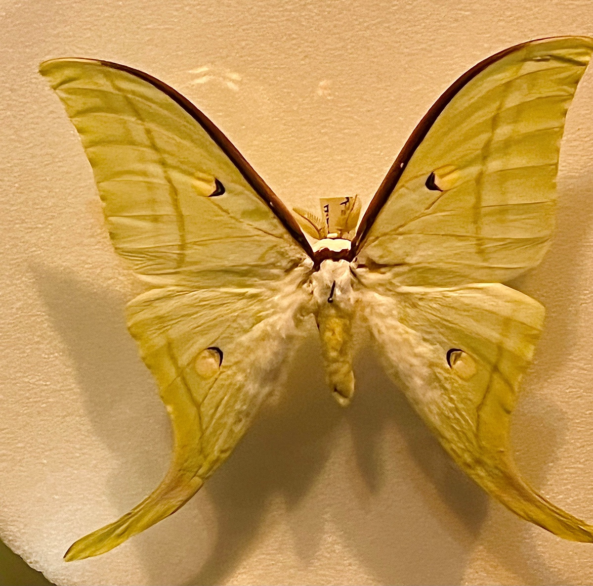 “In Nature’s Amazing Machines, a male Luna Moth lures visitors to view magnified images of its antennae, chemical detection instruments sensitive enough to pick-up pheromone releases by a female moth more than six miles away.” – Pat McShea, Museum Educator
