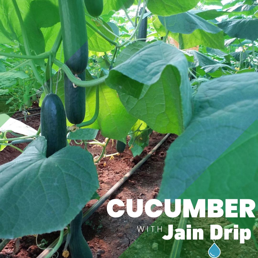 JainIrrigation's tweet photo. Hi-Tech cultivation practices for #Cucumber with implementing #JainTechnology✅
Now achieve #BetterYieldGreaterProfits for your cucumber farms with the expert advised #JainDripLines
#JTurboExcel #JTurbolineSuper
#MoreCropPerDrop💧
#FarmersFirstChoice 👨🏻🌾
#JainDrip #AgTech #JISL https://t.co/FlALY1rs8N