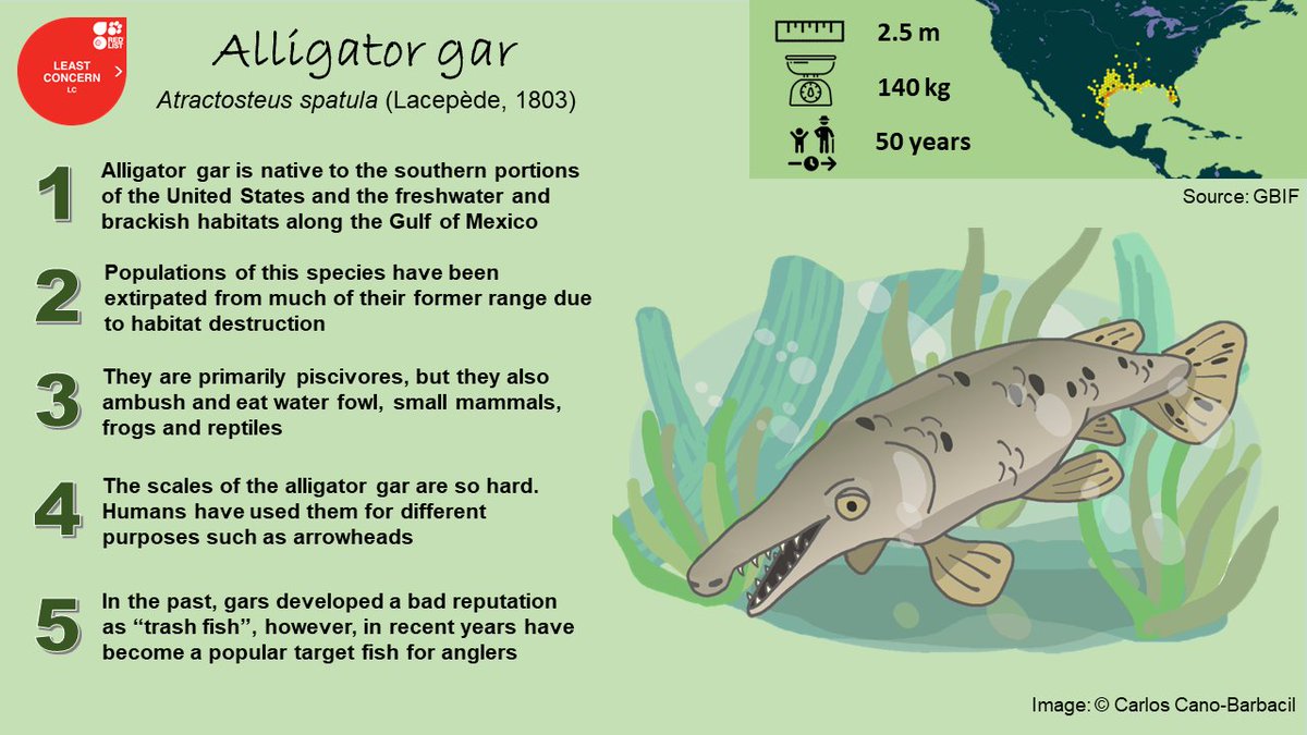 canobarbacil's tweet photo. Did you know the alligator gar? π This #megafish is native to the USA and Mexico. Take a look of these #5FishFacts for today's #SundayFishSketch.
#sciart #scifish #scicomm https://t.co/Hw9SIv4H3T