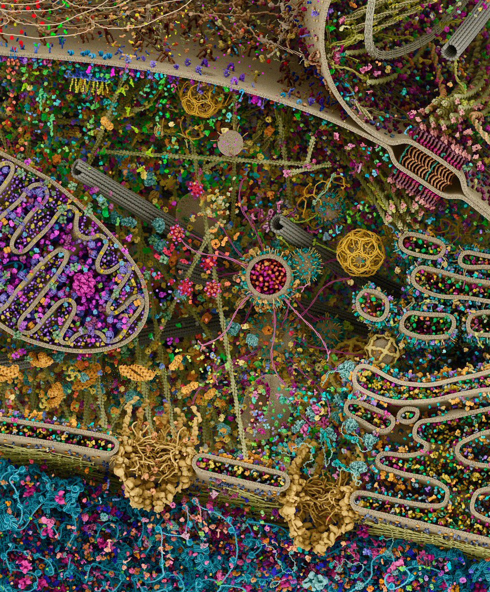 A cross section of a eukaryotic cell, a 3d rendering by Evan Ingersoll &amp; Gael McGill visualising the complex molecular choreography the pathways and processes enabling life

Made using data from X-ray, nuclear magnetic resonance &amp; cryo-electron microscopy

gaelmcgill.artstation.com/projects/Pm0JL1
