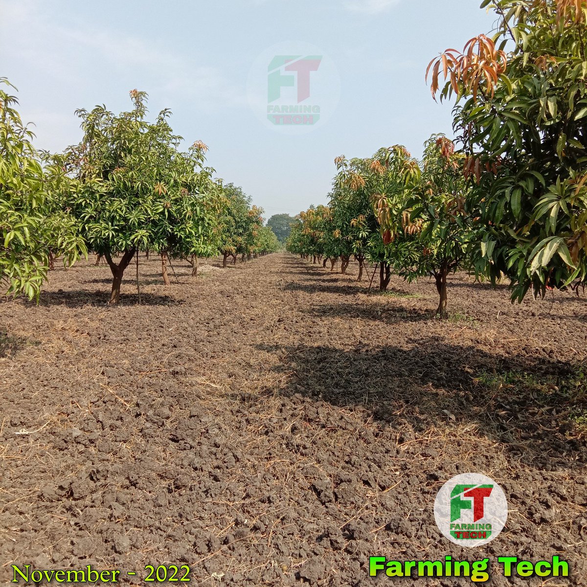 FarmingMayur's tweet photo. Mango Farm Update | November_2022
Plants age:- 6 years &amp; 3 months.
@FarmingMayur #farmingtech #mango #mangofarm #mangotrees #mangofarmupdates_November_2022 https://t.co/PMh0ZB2he4