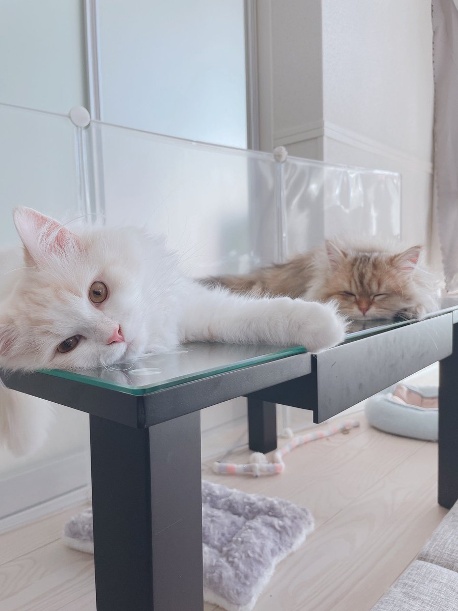 cat_osushi's tweet photo. 最近猫を飼い始めてからほぼ猫のツイートしかしなくなったので、新しく猫のつぶやきアカウント作りました
🐈🐈🐈🐈

#猫 #猫のいる暮らし https://t.co/RJTrLp3wff