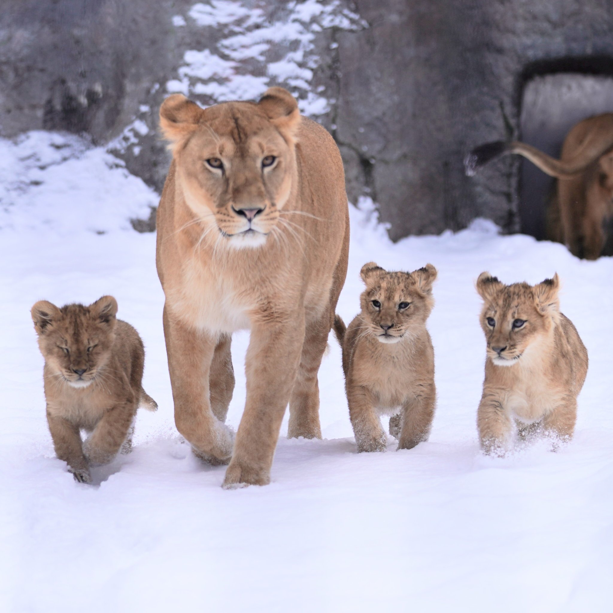かめれおんです❗️オランウータン　旭山動物園　レトロ　初代　レア　希少❣️ かめれおん様専用です❗️オランウータン 旭山動物園 レトロ