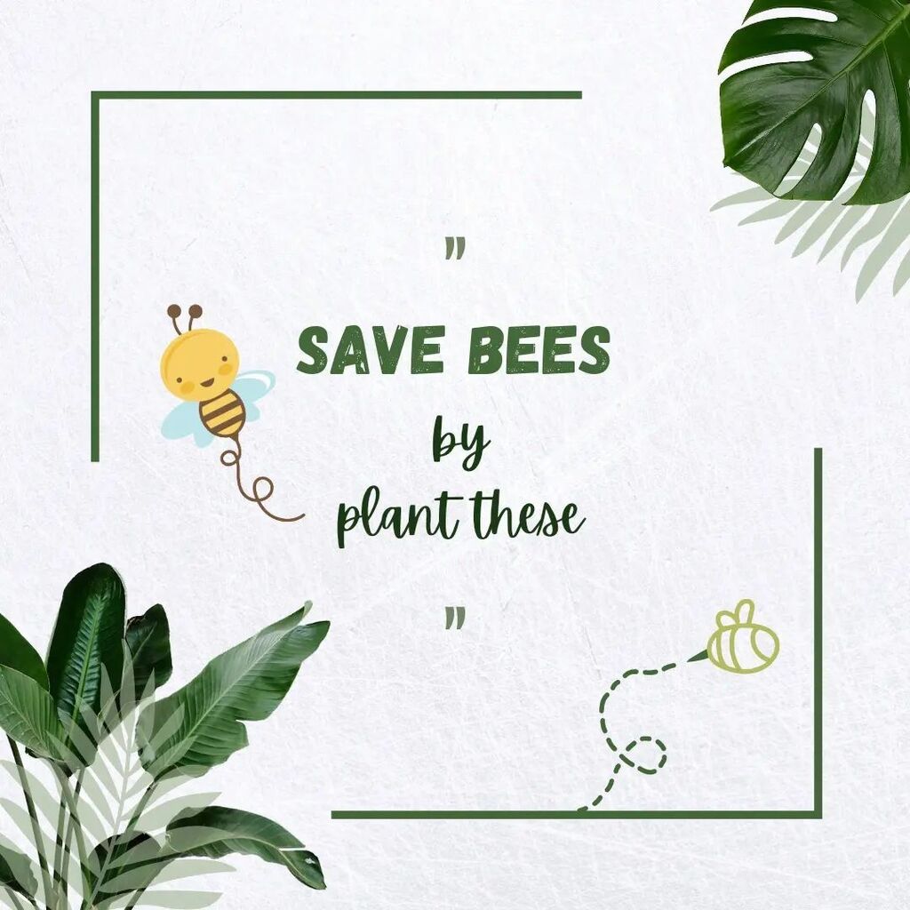 plant_ship's tweet photo. Read the caption below 👇
 1. Lavandula spp. (Lavender)
2. Rosemarinus officinalis (Rosemary)
3. Salvia spp. (Sage)
4. Echinacea spp. (Coneflower)
5. Helianthus spp. (Sunflower)
6. Cercis spp. (Redbud)
7. Nepeta spp. (Catnip)
8. Penstemon spp. (Penstemon)
9. Stachys spp. (Lam… https://t.co/xPF3KZIx5F