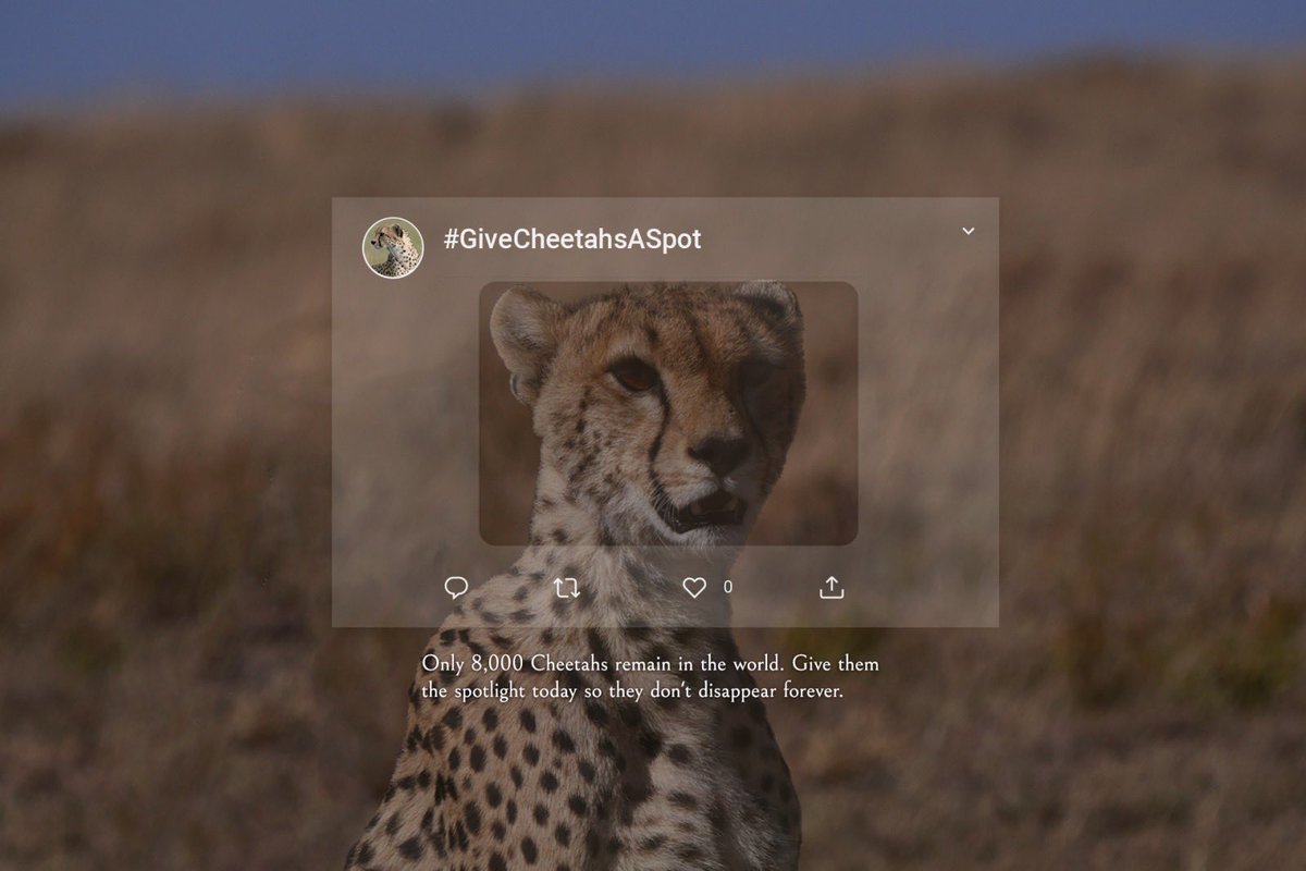 Let’s give Cheetahs the spotlight today! ​Female Cheetahs give birth to two to eight cubs at a time. But how long will they all survive if we don’t protect them now? #GiveCheetahsASpot here. #InternationalCheetahDay #SerengetiCheetahProject #SerengetiConservationInitiative