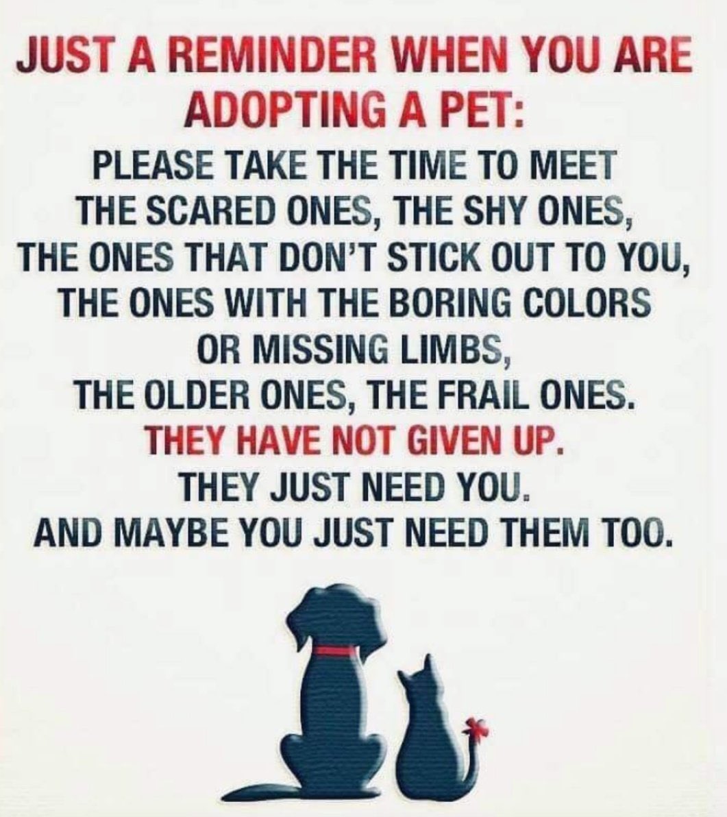 kemu808's tweet image. THANK YOU!!!

#AdoptDontShop #AdoptSeniorPets 

To all considering adopting ANY animal: ⬇️⬇️⬇️⬇️⬇️