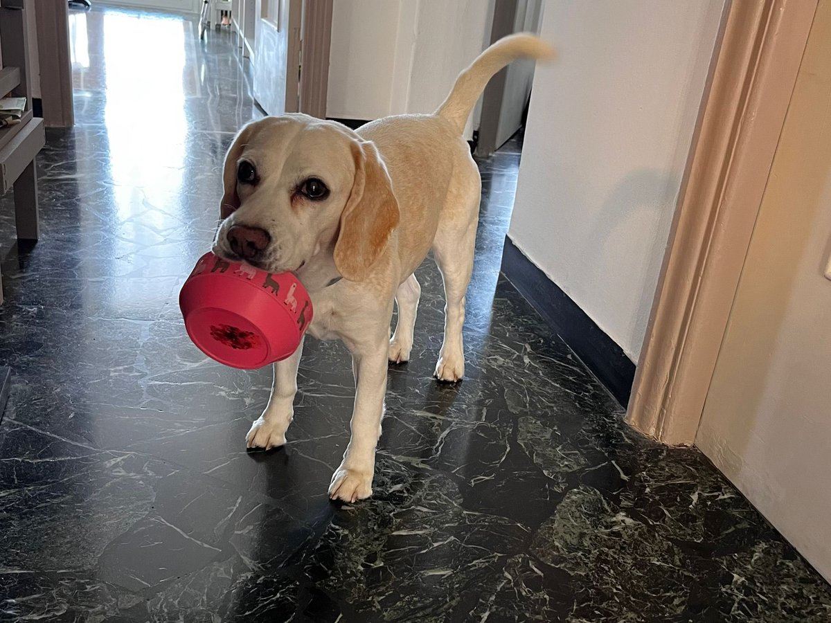 I'm hungry!!!!! #Lucythebeagle #Beagle #dog #beagles