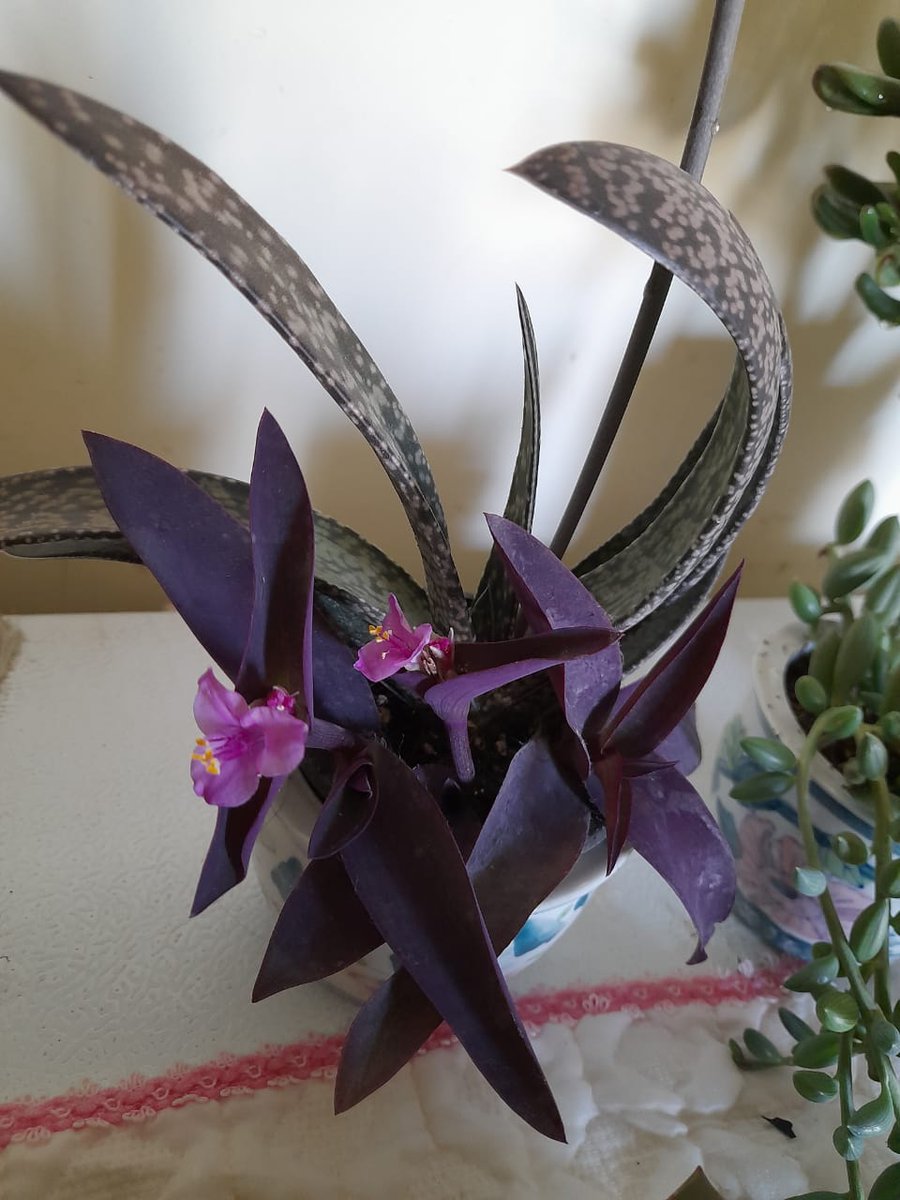 store_succulent's tweet photo. #AlphabettyBlooms p for #purple heart 💜💜love the colour combination of purple and aloe gasteria faded green 💕💕🥰🥰 https://t.co/VT27ubbflU