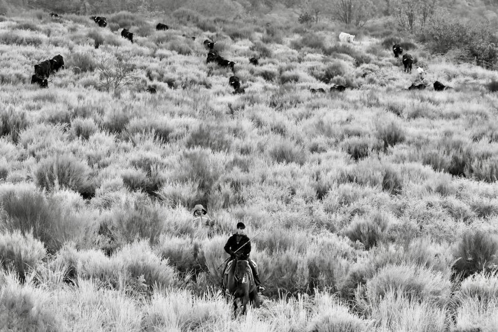 En medio de una sobrecogedora helada la trashumancia de Gredos atraviesa el Puerto de Tornavacas dejando Castiila camino de los pastos de Extremadura .Hiela el alma la serenidad de la emoción de un instante detenido en lo ancestral y en lo eterno.