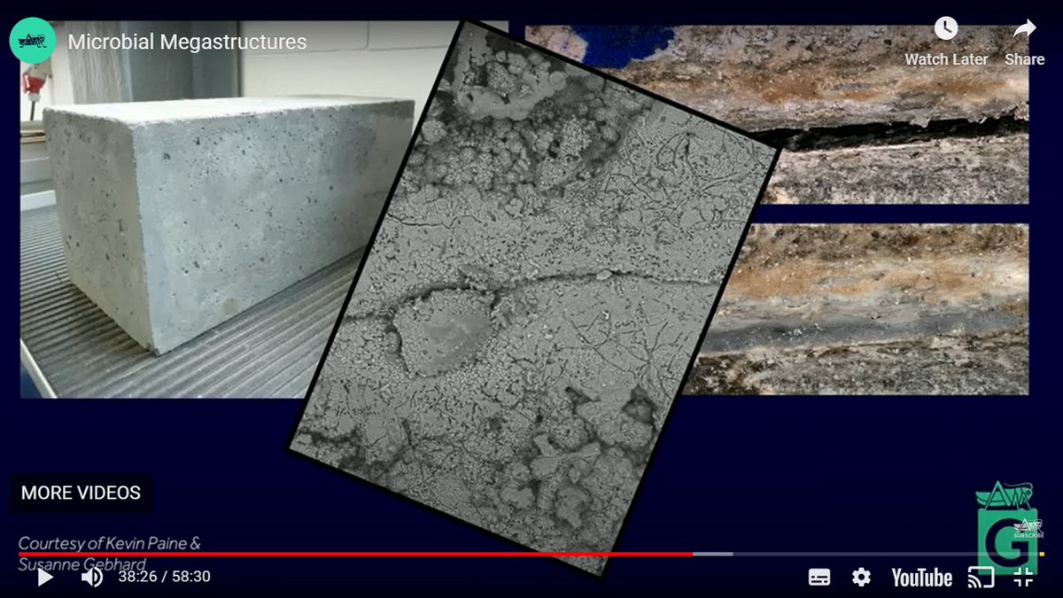 Finally caught up with the Gresham lecture on #microbial megastructures given earlier this week by @robinmay9. Includes a fantastic explanation of the work at Bath on use of #bacteria to heal cracks in #concrete.  gresham.ac.uk/watch-now/micr…