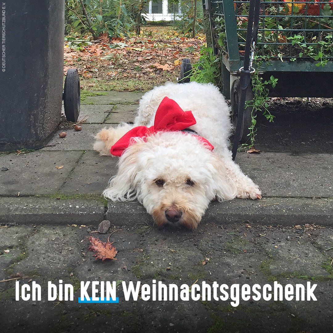 Hoodie Hund Personalisiert Einzigartige, maßgeschneiderte Tierporträts Gestalten Sie Ihr eigenes Haustier-Design main image 0