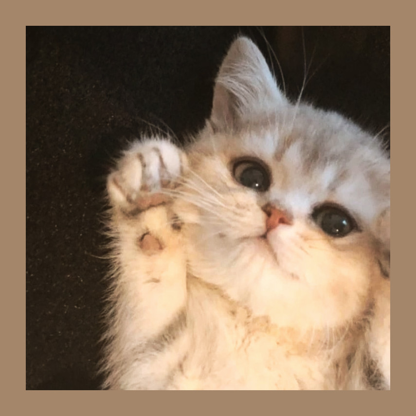 NOL_ivochka's tweet photo. ✨#цепочкатвиттерских котеночков✨

Чтобы войти в ряды котеночков:
✨делаем рт
✨читаем меня и друг друга
✨мурчим
✨можете кинуть под твит фото своих котеночков
#цепочкафолловеров #цепочка https://t.co/LksjILag68