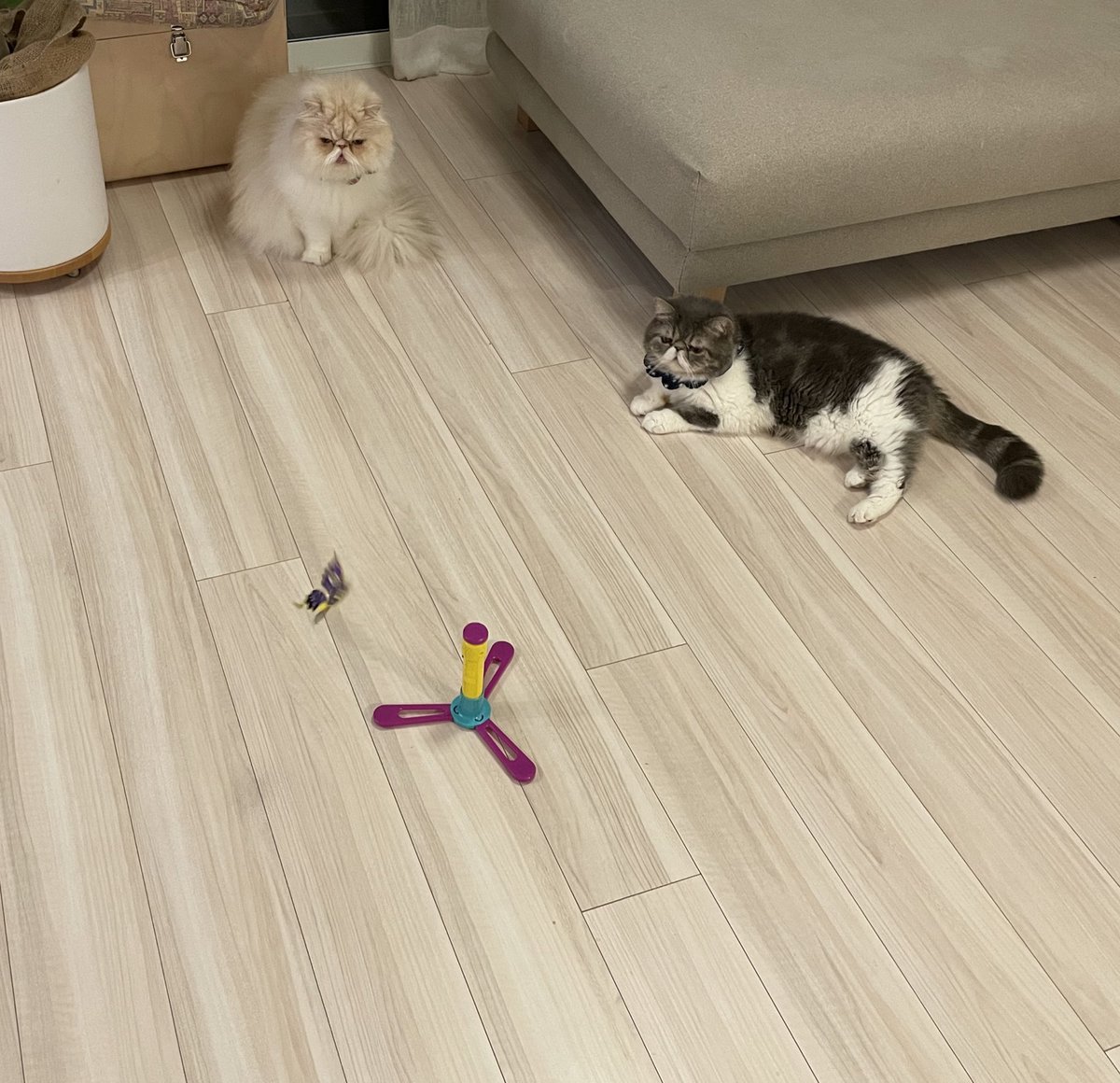 shigeyumomo's tweet photo. momotaro&shishimaru『It's a cat playing with a toy!』 = 『おもちゃで遊ぶ猫だよ!』
#wildmouse #flyingbutterfly #cat #catlife #exoticshorthaircat #persiancat #ワイルドマウス #フライングバタフライ #猫 #ねこ #ネコ #犬猫生活わんにゃん部 #エキゾチックショートヘア #ペルシャ猫 https://t.co/jRtU54YlAS