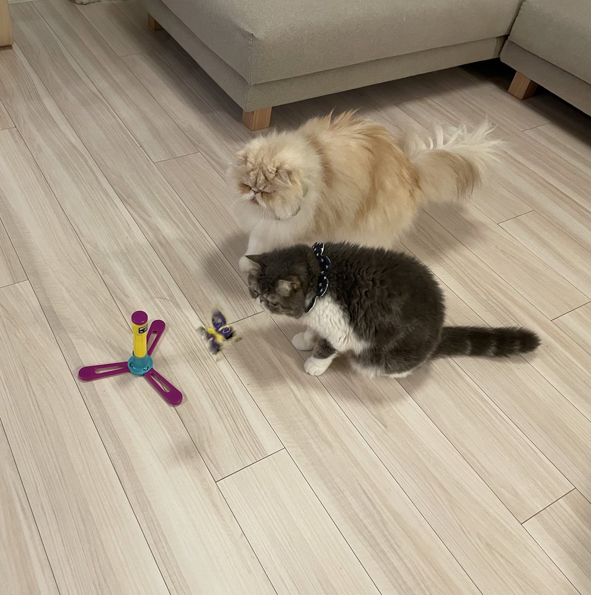 shigeyumomo's tweet photo. momotaro&shishimaru『It's a cat playing with a toy!』 = 『おもちゃで遊ぶ猫だよ!』
#wildmouse #flyingbutterfly #cat #catlife #exoticshorthaircat #persiancat #ワイルドマウス #フライングバタフライ #猫 #ねこ #ネコ #犬猫生活わんにゃん部 #エキゾチックショートヘア #ペルシャ猫 https://t.co/jRtU54YlAS