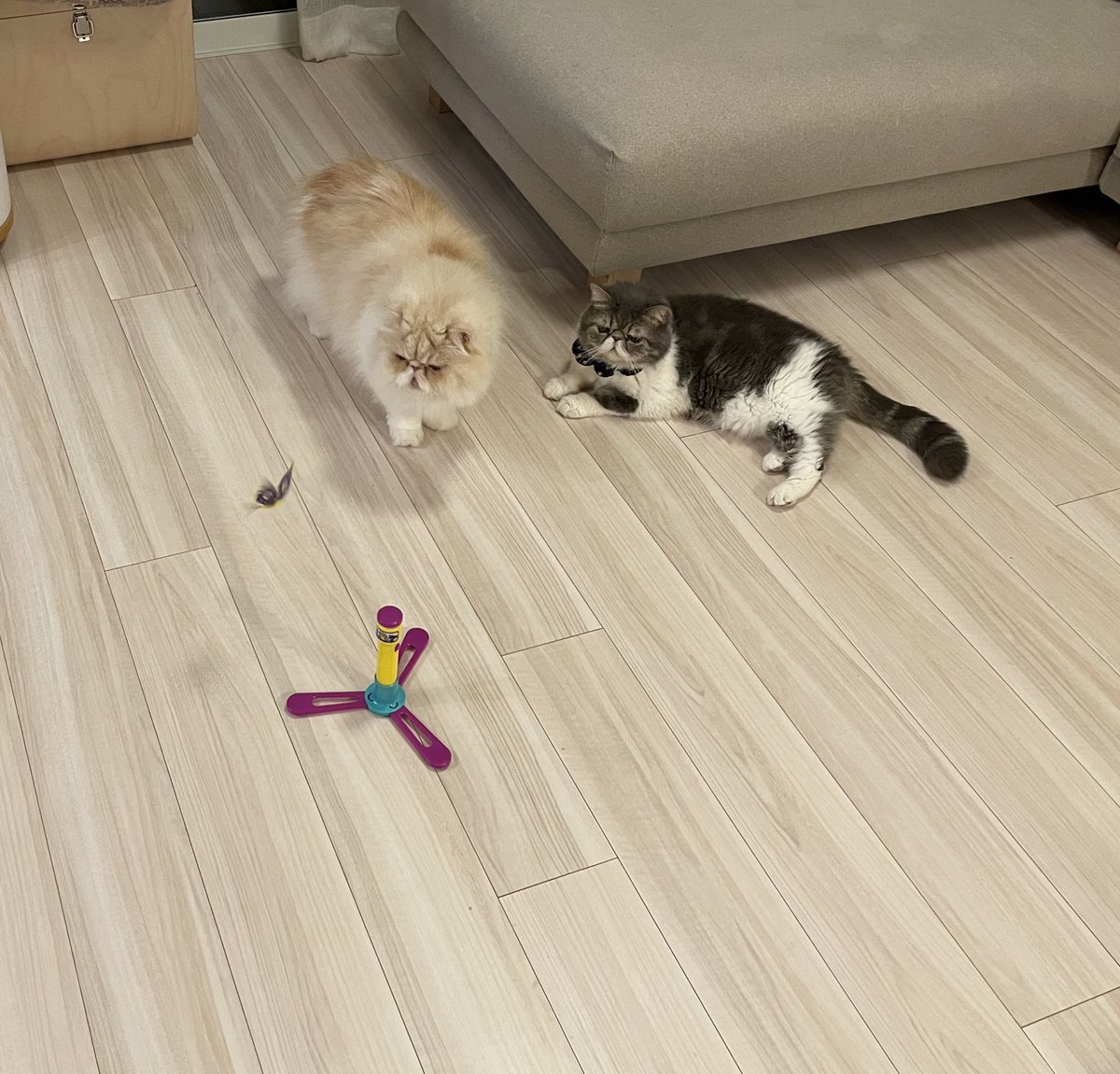 shigeyumomo's tweet photo. momotaro&shishimaru『It's a cat playing with a toy!』 = 『おもちゃで遊ぶ猫だよ!』
#wildmouse #flyingbutterfly #cat #catlife #exoticshorthaircat #persiancat #ワイルドマウス #フライングバタフライ #猫 #ねこ #ネコ #犬猫生活わんにゃん部 #エキゾチックショートヘア #ペルシャ猫 https://t.co/jRtU54YlAS