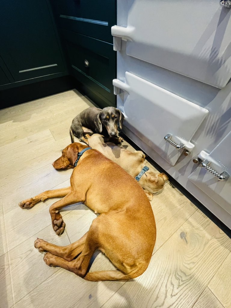 It’s this kind of day today to be honest. 🐶😂