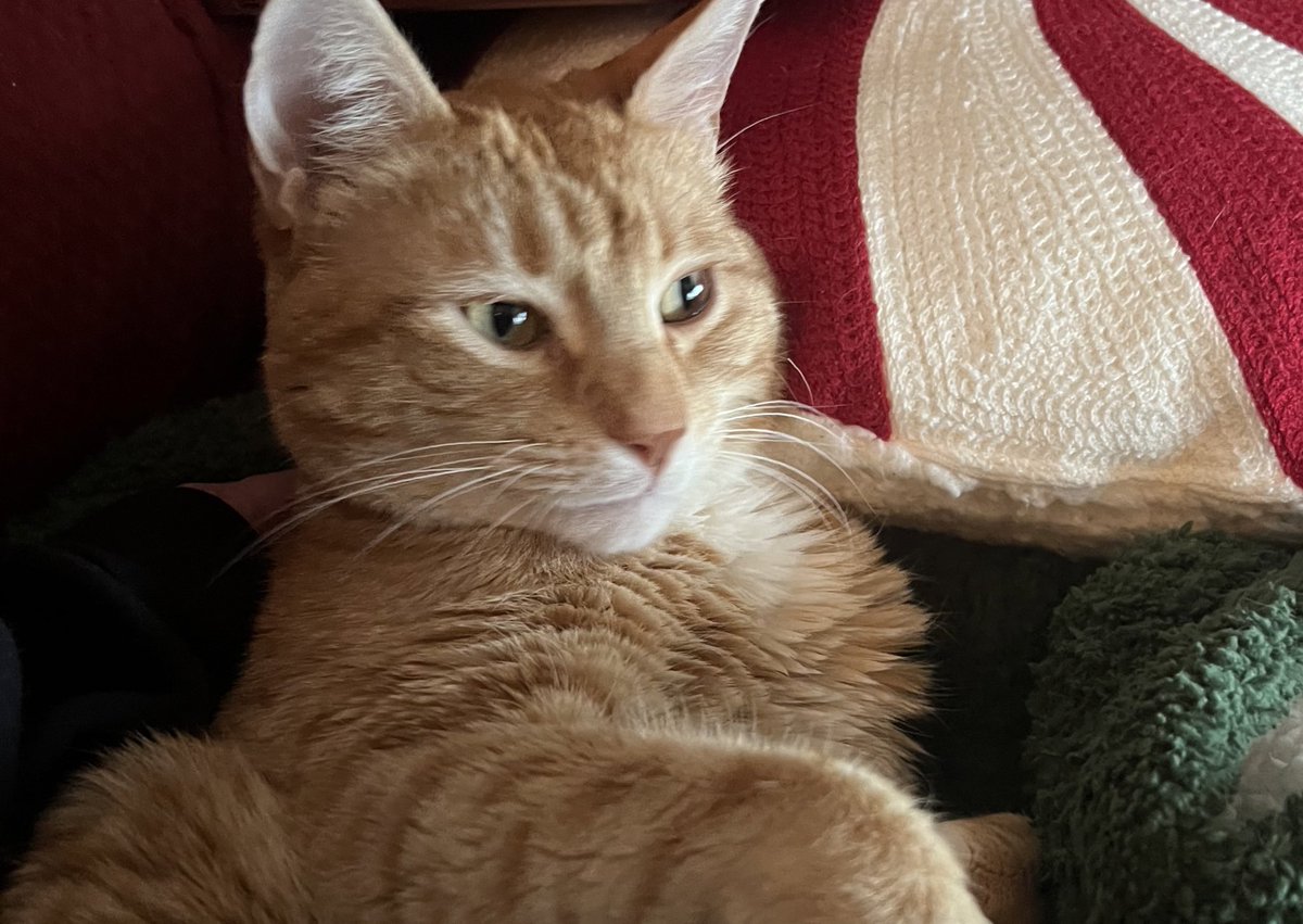 JortsTheCat's tweet photo. POV you found a random guy behind a trash can, and brought him inside and told him all of your secrets https://t.co/ctWYekzIqq