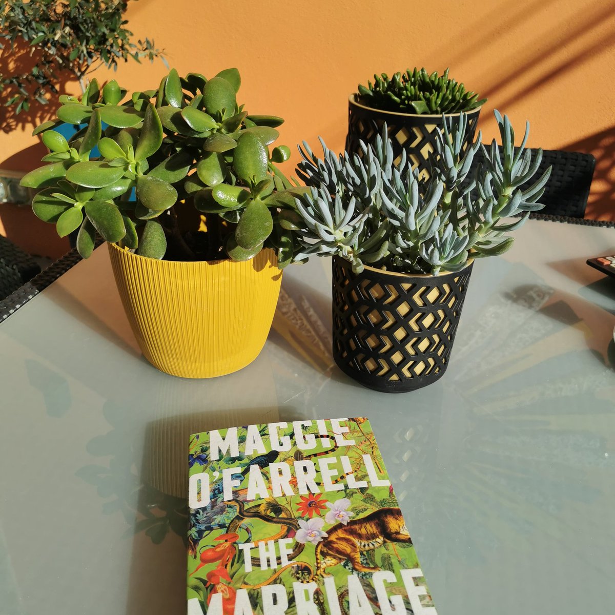 sonja mohlich tweet media