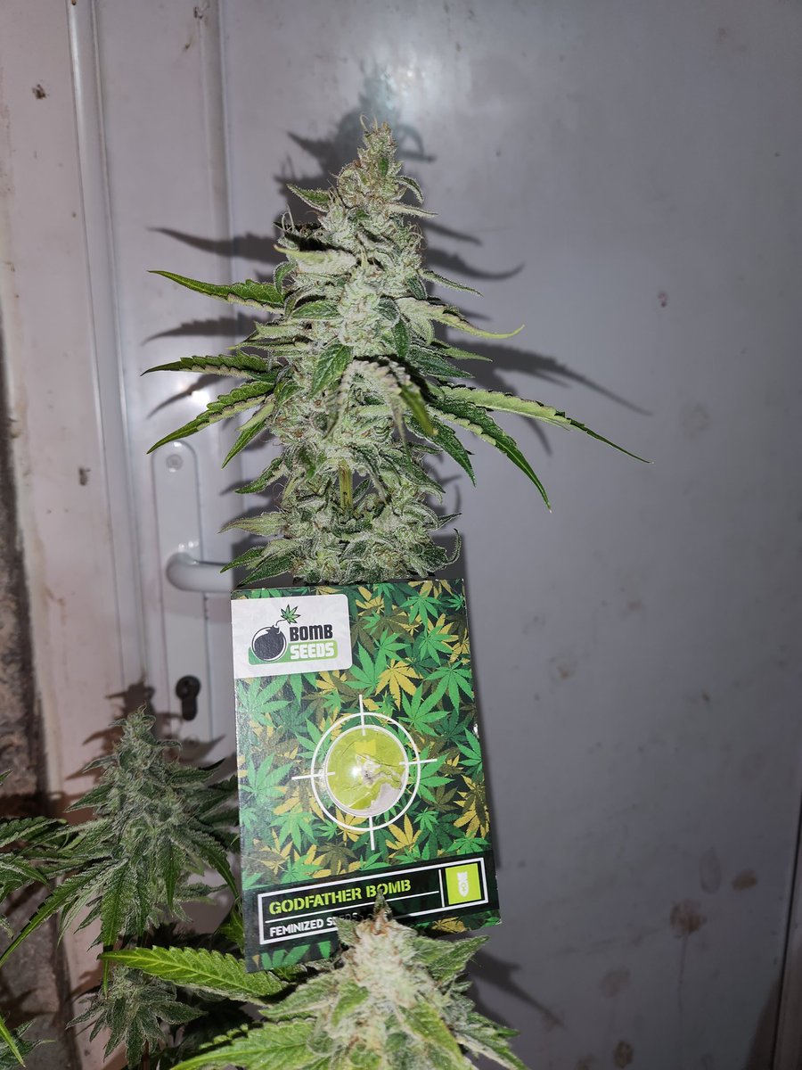Chimera42o's tweet photo. Day 64 of flower  in the tent think another week to go yet. Getting impatient, the hardest part of the grow for me. t
This time need to keep my sticky fingers to myself. #CannabisCommunity #Mmemberville #homegrown #bombseeds #godfatherOG https://t.co/j1xxYz8OSV