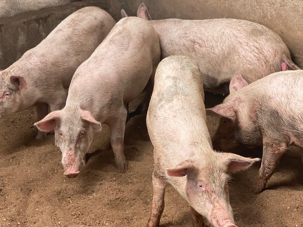 AmengaGuyguy's tweet photo. Do you wish to start a pig farm or Invest in one? Give us a call on 0559638667 or Whatsap us on same number. 6 months -1 year package available. https://t.co/neMLCU1FQA