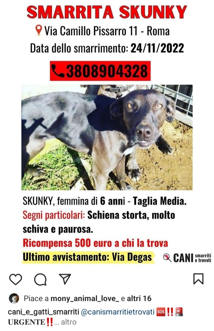 zampa_qua's tweet photo. ATTENZIONE SMARRITA  ☎𝟑𝟖𝟎𝟖𝟗𝟎𝟒𝟑𝟐𝟖🆘🆘🆘🆘𝐒𝐊𝐔𝐍𝐊𝐘 𝐈𝐋 𝟐𝟒/𝟏𝟏/𝟐𝟎𝟐𝟐 Luogo 𝐕𝐢𝐚 𝐂𝐚𝐦𝐢𝐥𝐥𝐨 𝐏𝐢𝐬𝐬𝐚𝐫𝐫𝐨 𝟏𝟏 RO 𝐑𝐢𝐜𝐨𝐦𝐩𝐞𝐧𝐬𝐚 𝟓𝟎𝟎 𝐞𝐮𝐫𝐨.𝐔𝐥𝐭𝐢𝐦𝐨 𝐚𝐯𝐯𝐢𝐬𝐭𝐚𝐦𝐞𝐧𝐭𝐨: 𝐕𝐢𝐚 𝐃𝐞𝐠𝐚𝐬 CONDIVIDETE https://t.co/iEPVIGx5uw