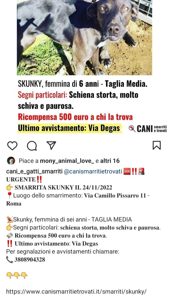 zampa_qua's tweet photo. ATTENZIONE SMARRITA  ☎𝟑𝟖𝟎𝟖𝟗𝟎𝟒𝟑𝟐𝟖🆘🆘🆘🆘𝐒𝐊𝐔𝐍𝐊𝐘 𝐈𝐋 𝟐𝟒/𝟏𝟏/𝟐𝟎𝟐𝟐 Luogo 𝐕𝐢𝐚 𝐂𝐚𝐦𝐢𝐥𝐥𝐨 𝐏𝐢𝐬𝐬𝐚𝐫𝐫𝐨 𝟏𝟏 RO 𝐑𝐢𝐜𝐨𝐦𝐩𝐞𝐧𝐬𝐚 𝟓𝟎𝟎 𝐞𝐮𝐫𝐨.𝐔𝐥𝐭𝐢𝐦𝐨 𝐚𝐯𝐯𝐢𝐬𝐭𝐚𝐦𝐞𝐧𝐭𝐨: 𝐕𝐢𝐚 𝐃𝐞𝐠𝐚𝐬 CONDIVIDETE https://t.co/iEPVIGx5uw