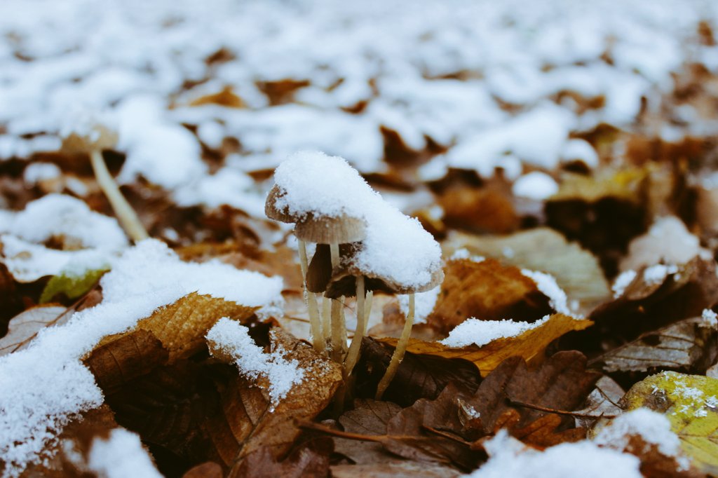 Myzelika tweet media