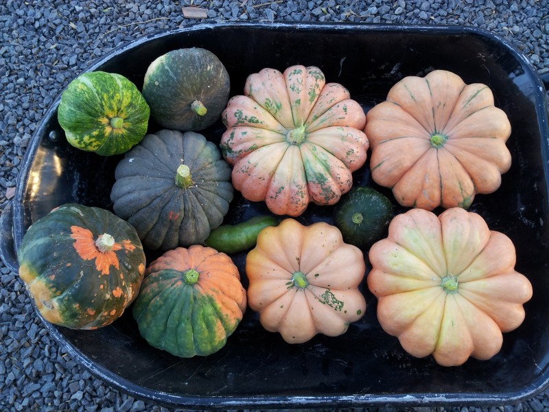 꼭 필요할때 언제나 함께 해 주는 사람이
나는 좋아요~

youtu.be/h2eniE2-2Ds (korean)
youtu.be/uZXbNdbR2bw (english)
youtu.be/NKrBCrvWWMk (Japanese)

#사진 #photo #촬영 #호박 #풍경 #가을 #추수 #수확 #돌나라 #doalnara #organic #유기농 #농부 #농사