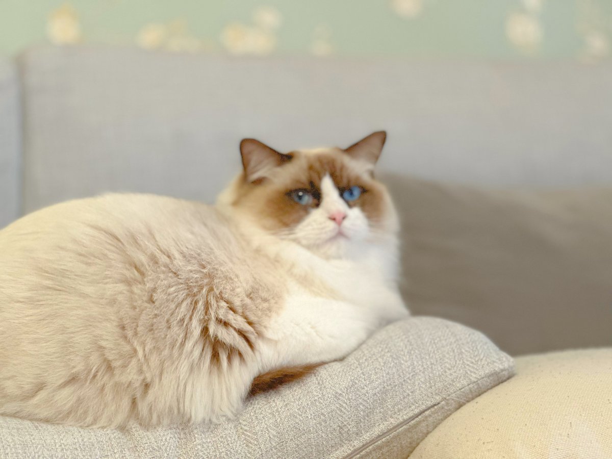 benlu92's tweet photo. Its ancestors' skills to live:  muscles, night vision, sharp claws&amp;teeth, bite force，endurance, speed……
Its skill to live:just look cute and pretty https://t.co/1vHBmzQGaZ