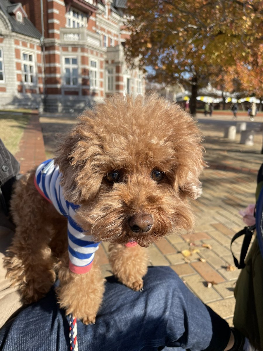 fuuta__ponta's tweet photo. 寒くなってきたね🍂
#トイプードル 
#ToyPoodle 
#紅葉
#ふーたです https://t.co/THqhewrMhx