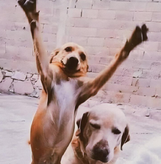 "Con ese carácter no te va a querer nadie"
Mi firulais cuando me ve: