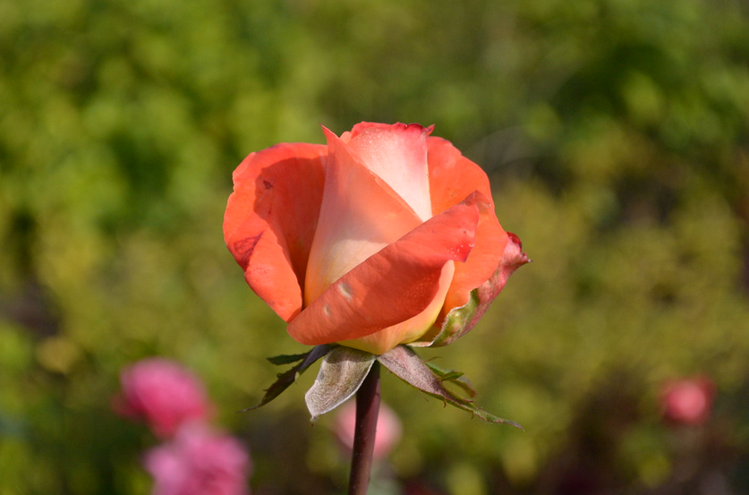 utah161's tweet photo. “I’d rather have roses on my table than diamonds on my neck.” – Emma Goldman https://t.co/kfAqzX9HEn