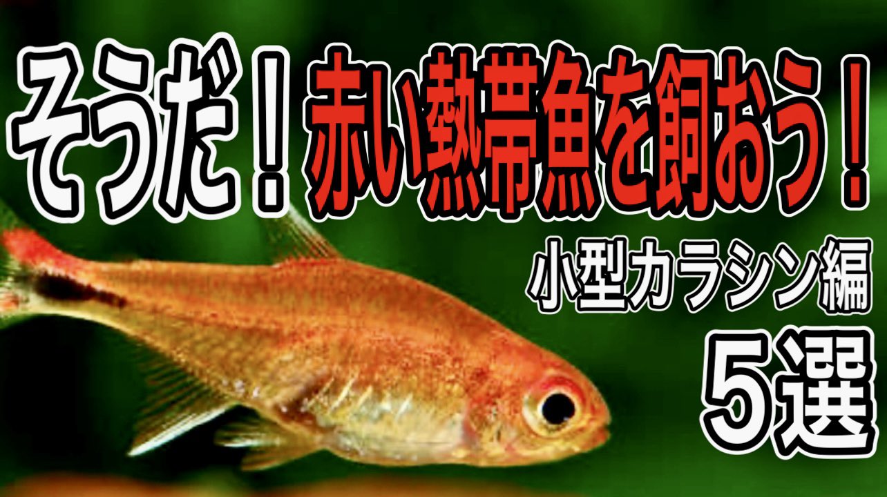 Sasuno アクア動画投稿者 Kagenoyume Twitter