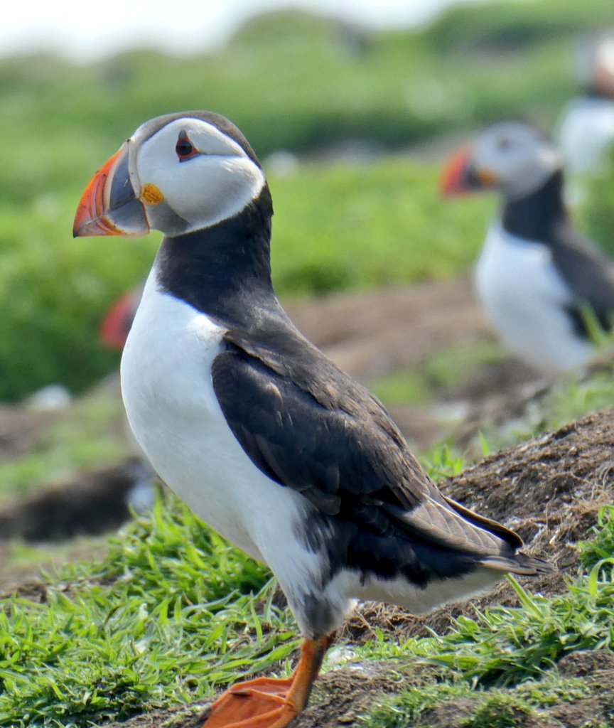 s4r4h_l's tweet photo. Come on #TeamPuffin, the gap is closing, please #VotePuffin to get them through to the semifinals! https://t.co/A6d7NpLC6H
