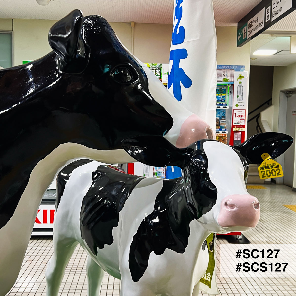 costep_pr's tweet photo. 根室中標津空港で見つけた牛たち。中標津町は「牛乳で乾杯条例」の町です。この条例は地域の酪農への理解と支援を目的として、乾杯で地場産の牛乳を飲もうというものです。#SC127 #SCS127 https://t.co/4A8VA4cebb