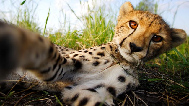 Today is #InternationalCheetahDay 
Only 7500 cheetahs are left in the wild. 

#SaveTheCheetah #EndCheetahTrafficking