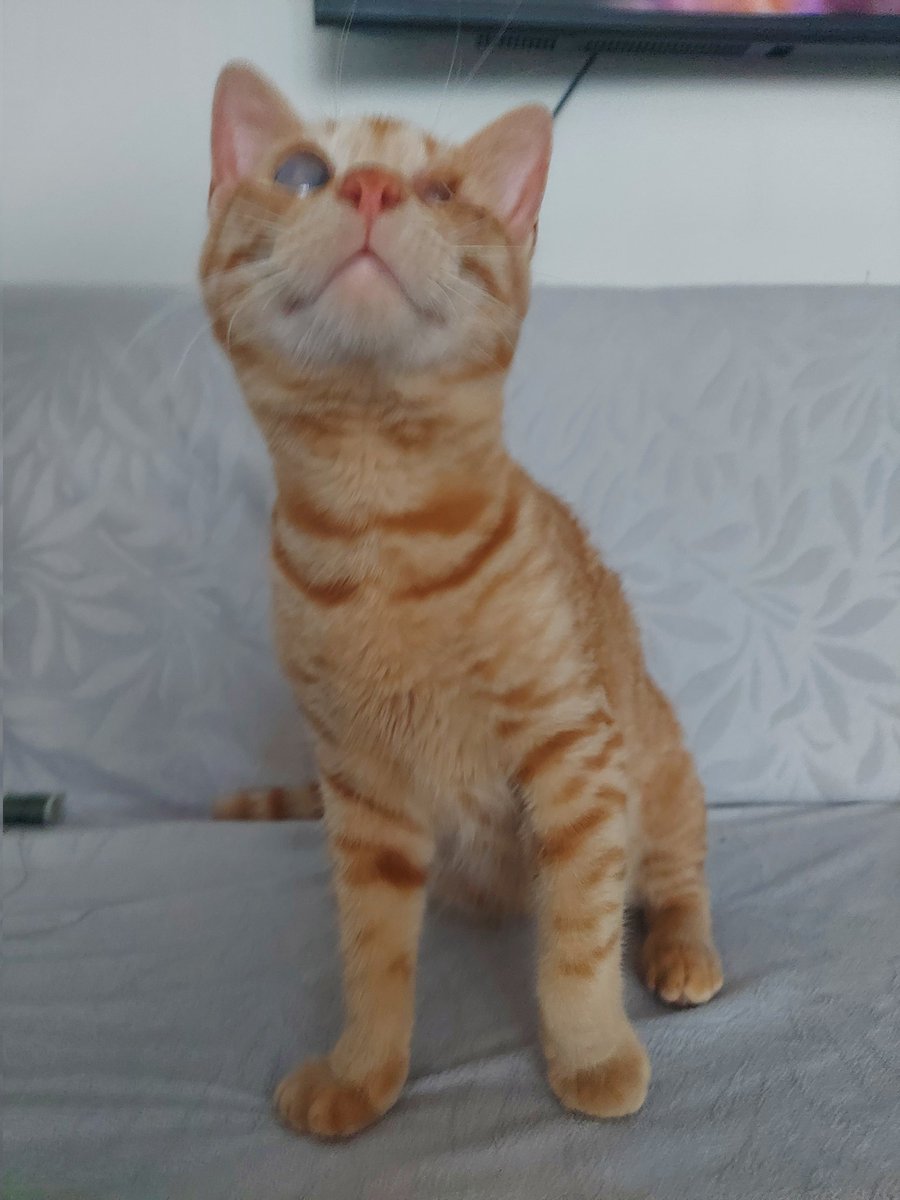 Patifacts's tweet photo. Merhaba, 3 aylık görme engelli erkek sarmanımız var. Geçici olarak eve aldım ama diğer iki kedimle anlaşamadılar. Çok cana yakın ve ilgi bağımlısı. Yardımcı olur musunuz?
@izmirhim https://t.co/gPPyKoa1yL