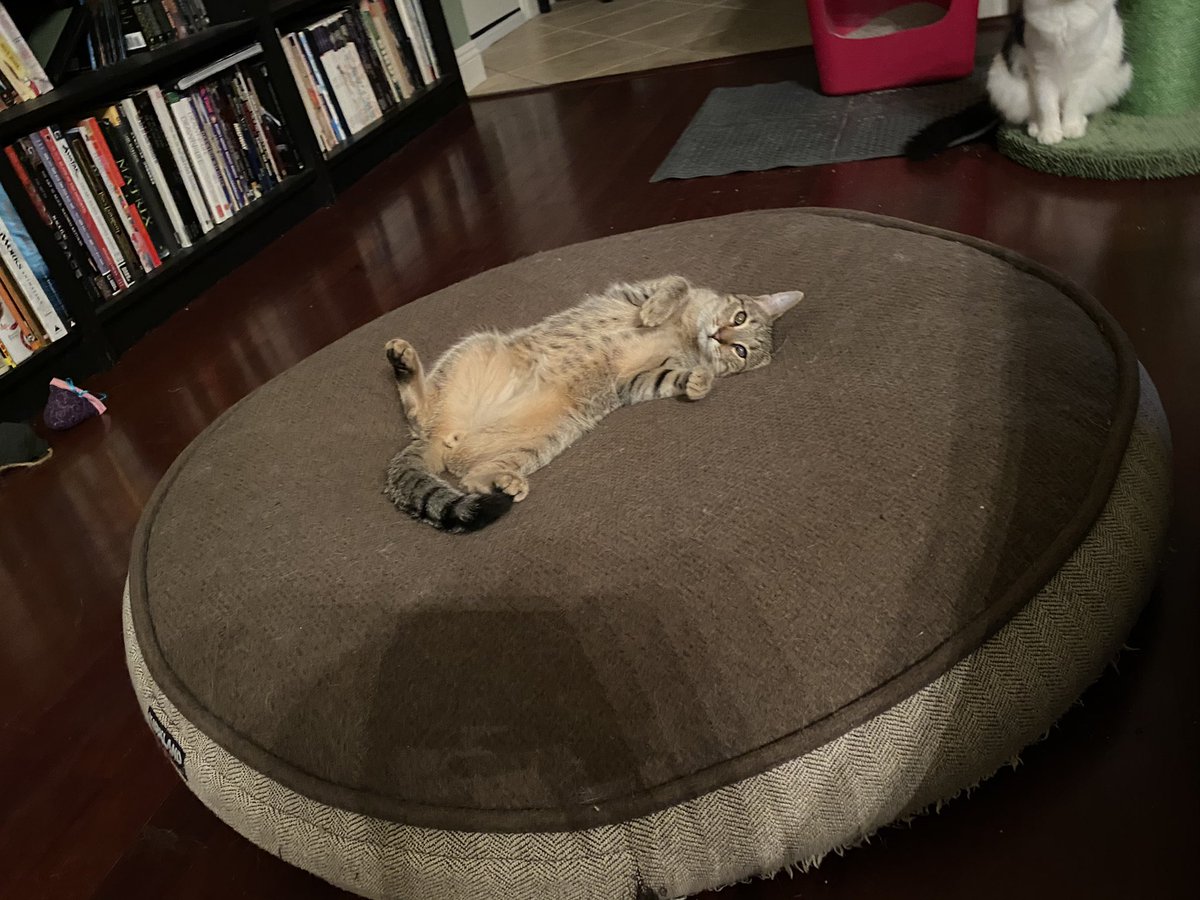 AdoptRescueCats's tweet photo. #SanFrancisco, CA: MOJAVE (CP) is with @RocketCatRescue, waiting for a home since June 2020. Sweet, playful, shy at first, quickly becomes very friendly. He's partially #blind but that doesn't slow him down... https://t.co/XVxTcJxEA4

#forgottensoulshour #US #adoptdontshop #cats https://t.co/nRSUmpqqxN