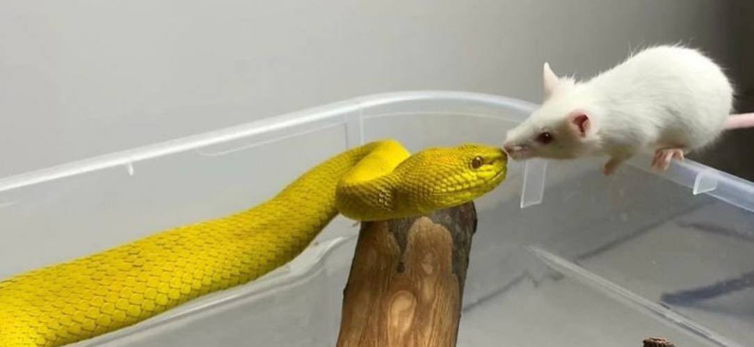 heeury's tweet image. أبوس خشمه وأنشده ويش لونه
ومحبتي له ما وراها طمايع

وأقدره وأشاركه في حزونه
وأثره عدوٍٍ لي خبيث الطبايع!