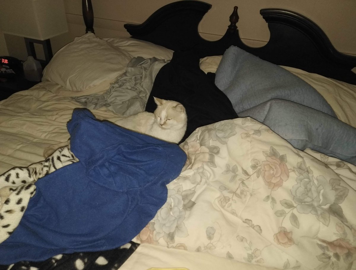 NogTheCat's tweet photo. Nog memory of the day
12-4-2019
Got my spot. Where are YOU sleepin? https://t.co/neYfkNbVIS