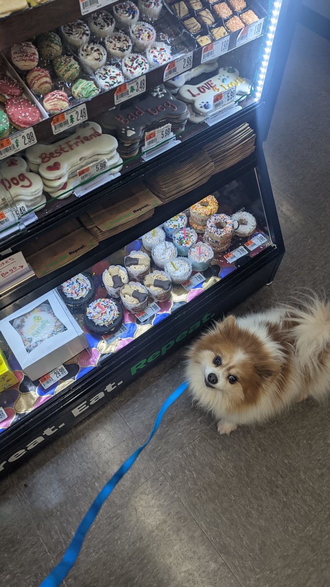 pspportagemi's tweet photo. Happy National Cookie Day!   🍪 Swing on in to spoil your pet with a FREE cookie from us today!  Can't make it in?  Share a picture of your pet celebrating National Cookie Day at home in the comments!   🏡 📷 💚 #pspportagemi #petsuppliesplus #nationalcookieday https://t.co/Af21oiN6lv